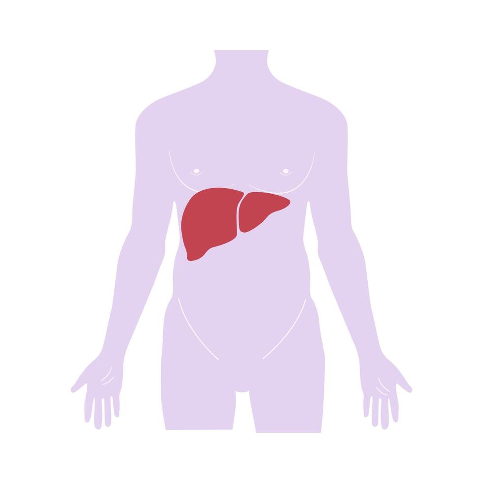 Liver, Internal organs in a human body. medical infographics. vector