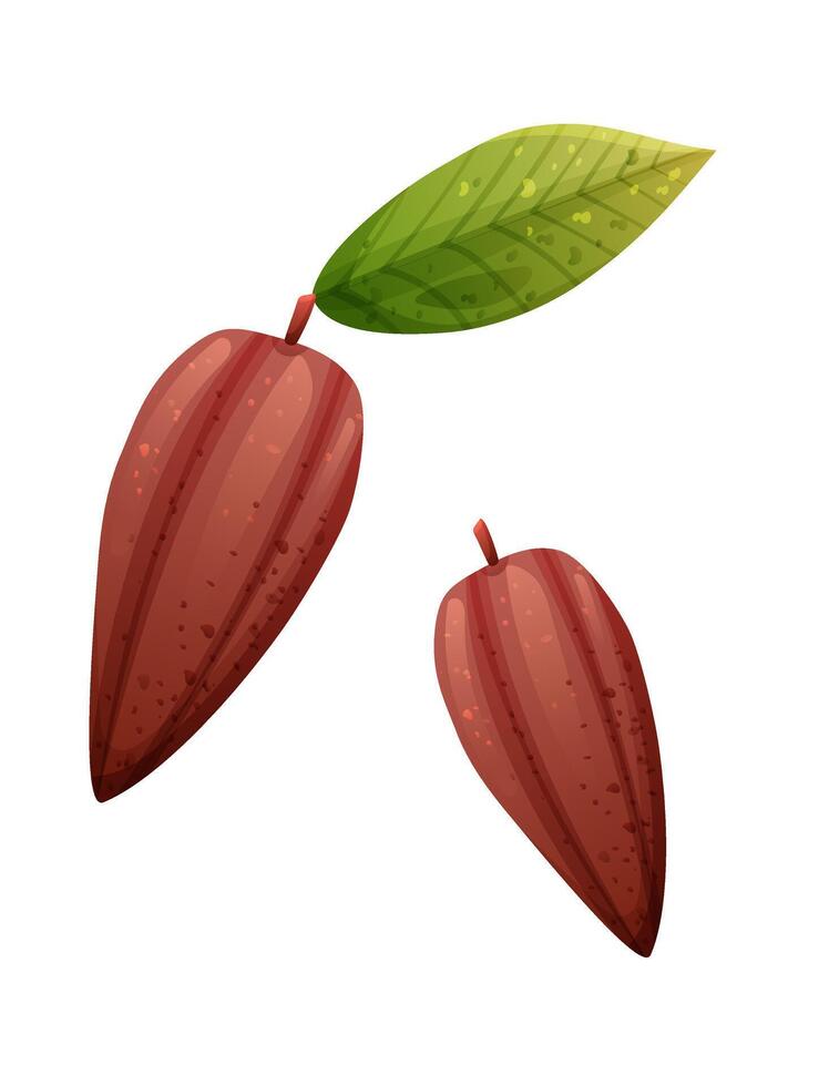 Cocoa or coffee beans isolated on transparent background vector
