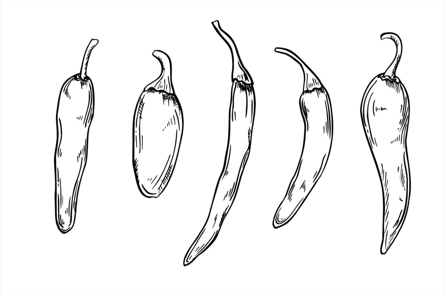 peppers set line art illustration painted by black inks. Jalapeno, cayenne, chili set realistic graphic sketch. Vegetable for Mexican hot sauce label, restaurant menus, and spicy food branding. vector
