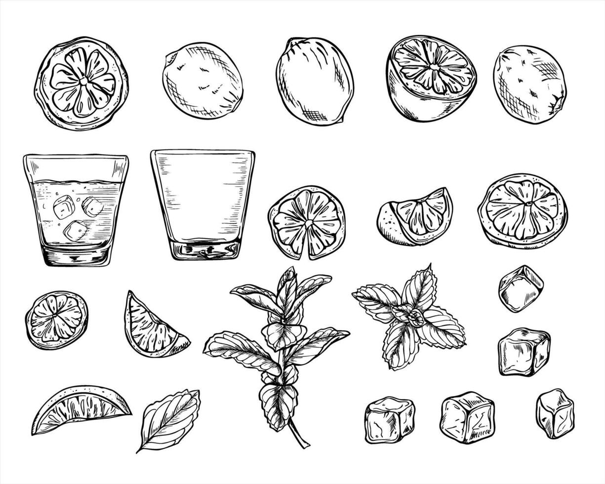 Citrus slices, cold drink with ice, drinking glass, ice cubes and mint branch set illustration painted by black inks. Monochrome lemon, orange or lime pieces clip art. For beverage packaging vector