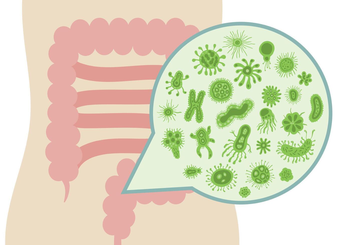 cute and friendly bacteria inside the human intestine vector