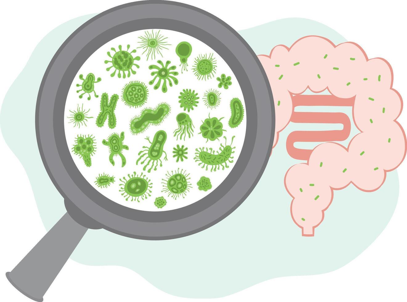 bacteria magnifying glass highlighting microbiota inside the human intestine vector