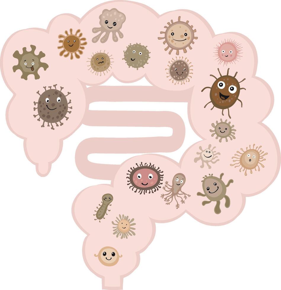bacteria inside the human intestine, gut microbiome vector
