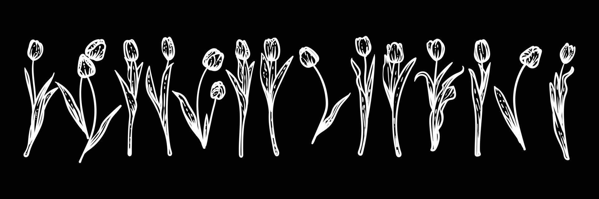White hand drawn line art tulips on stems with blooms. illustrations set of spring flowers. Elegant sketchy doodles of beautiful flowers on black. Graphic assets for print and online designs. vector