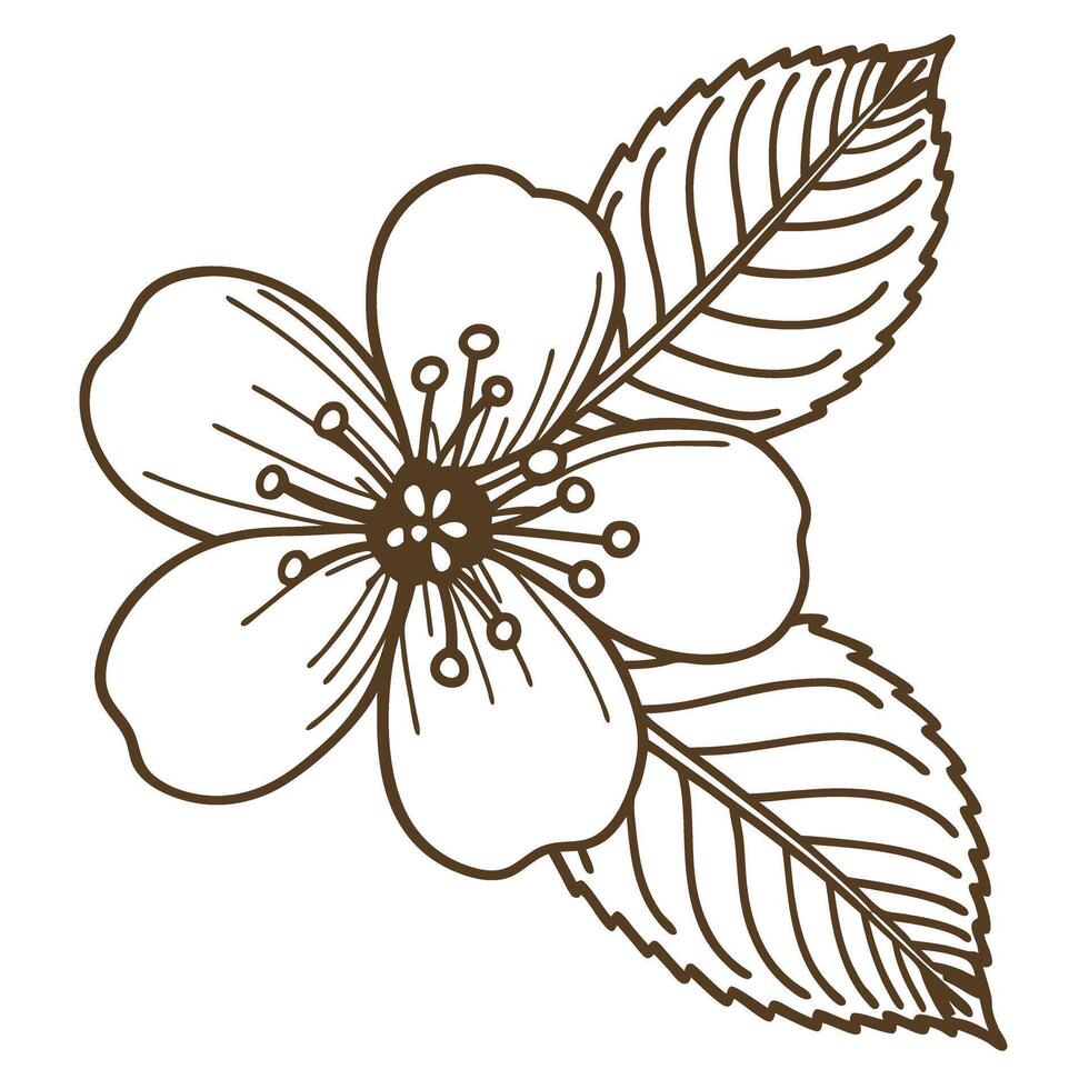 Vintage botanical sakura illustration with leaves elegant floral line art vector