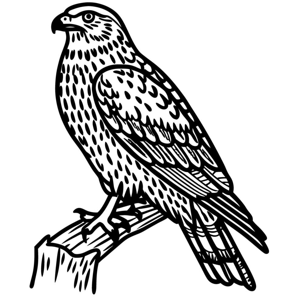 Illustrated hawk sitting on tree branch, detailed line art of bird of prey vector
