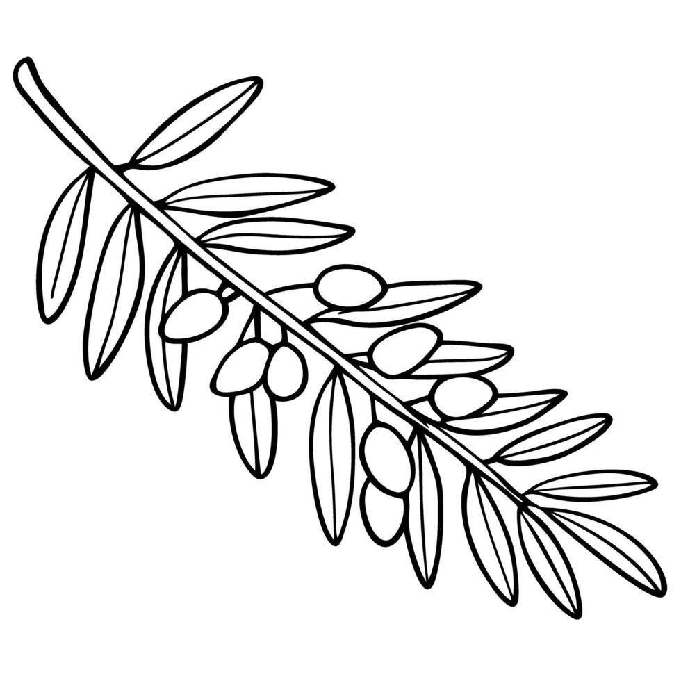 Outline drawing of olive branch with leaves and olives, black and white illustration vector