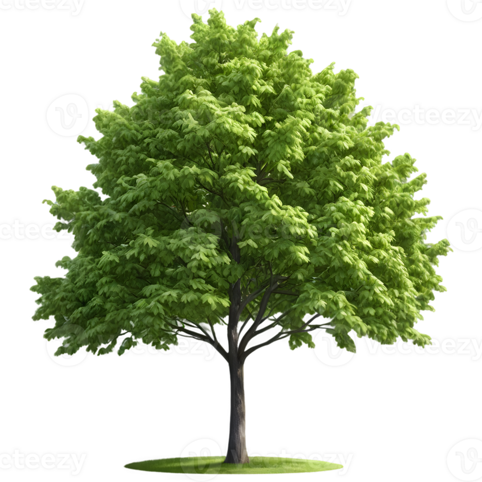 A single tree with green leaves isolated background png