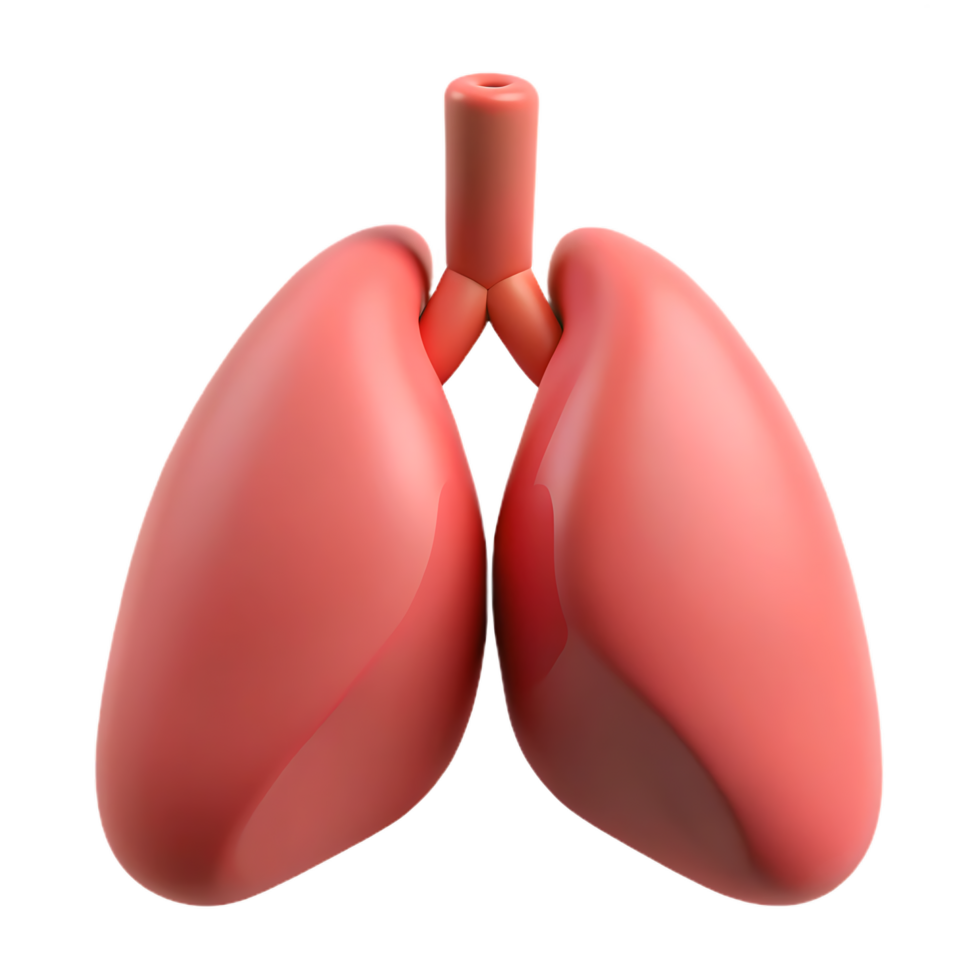 Detailed 3D Render of Human Lungs Anatomy for Medical Visualization png