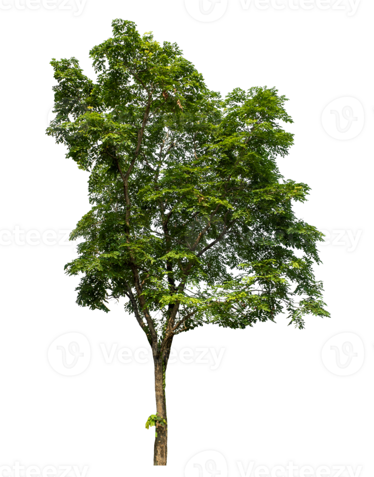 Tree Isolated on transparent Backgroundand foliage in summer with cut path and alpha channel, high resolution. png