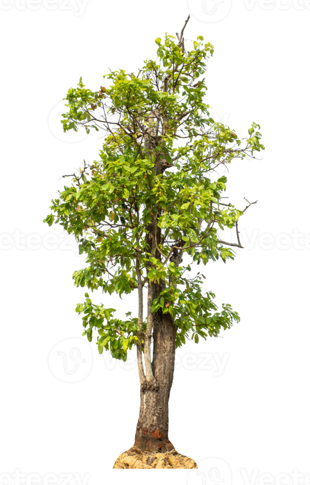 Real trees with green leaves, tree on transparent background. with clipping path and alpha channel, high resolution png