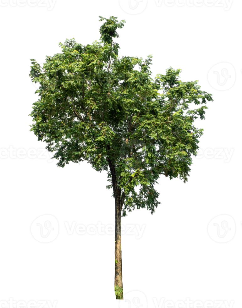 Green Trees Isolated on transparent Backgroundand foliage in summer with cut path and alpha channel, high resolution. png