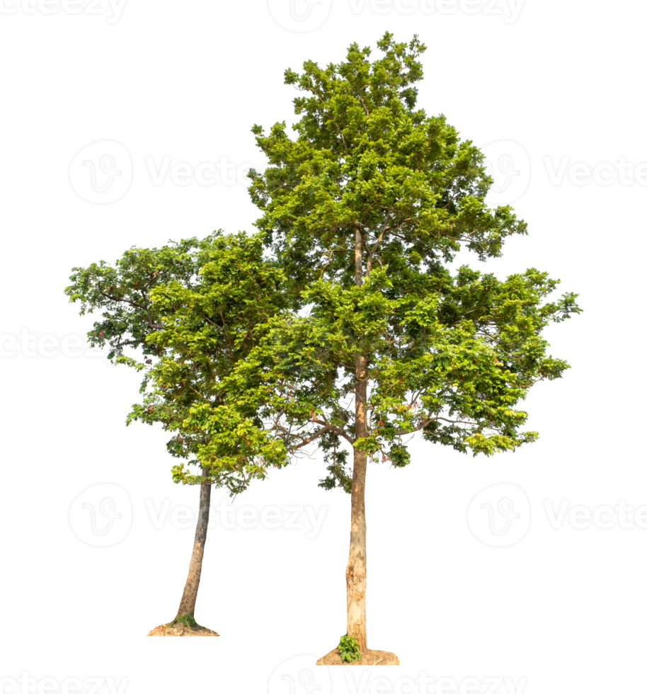 green trees isolated on transparent background with clipping path and alpha channel, high resolution png