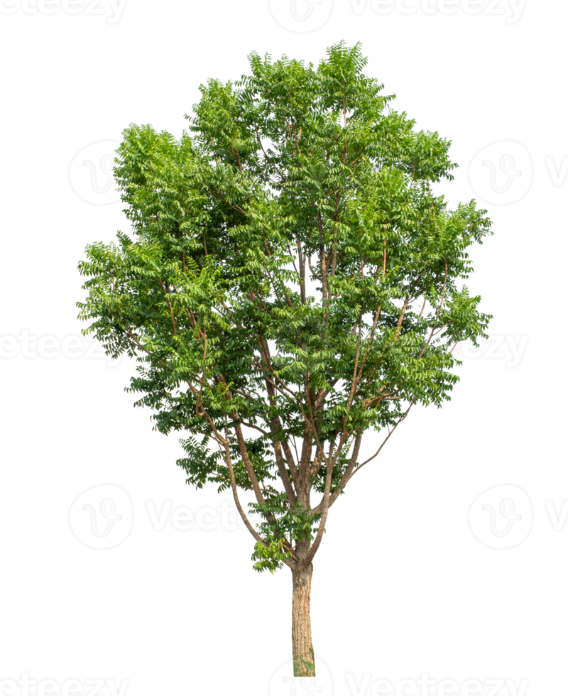 Isolated single tree green on transparent Backgroundand foliage in summer with cut path and alpha channel, high resolution. png