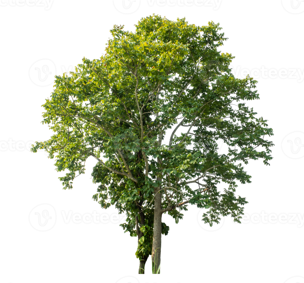 Real trees with green leaves, tree on transparent background. png