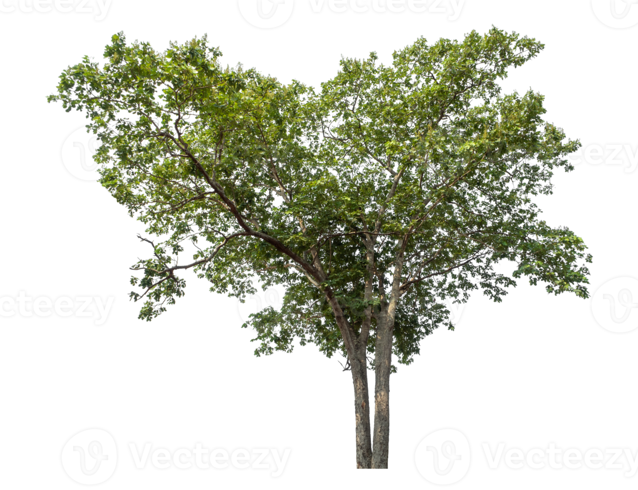 Trees on a transparent picture background. tropical trees png