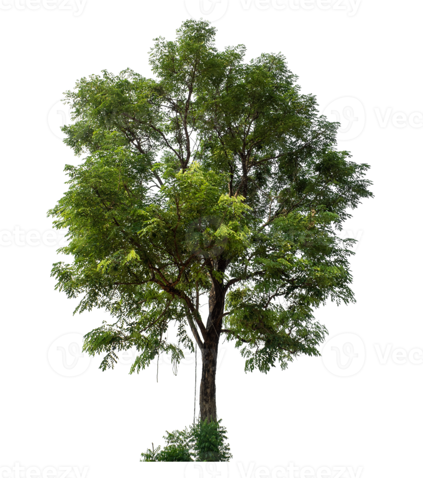 Isolated single trees on a transparent picture background. tropical trees. png