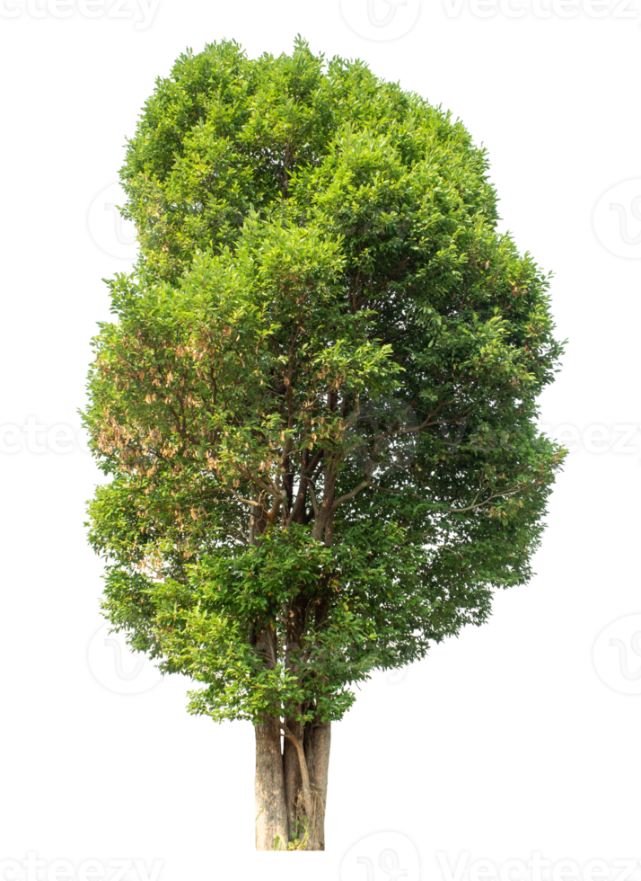 Tree green leaves stands alone on transparent background. high resolution png