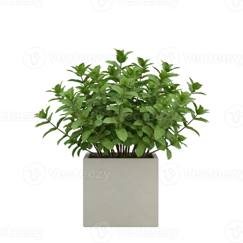 Aromatic mint plant in a square pot on transparent background, studio shot png