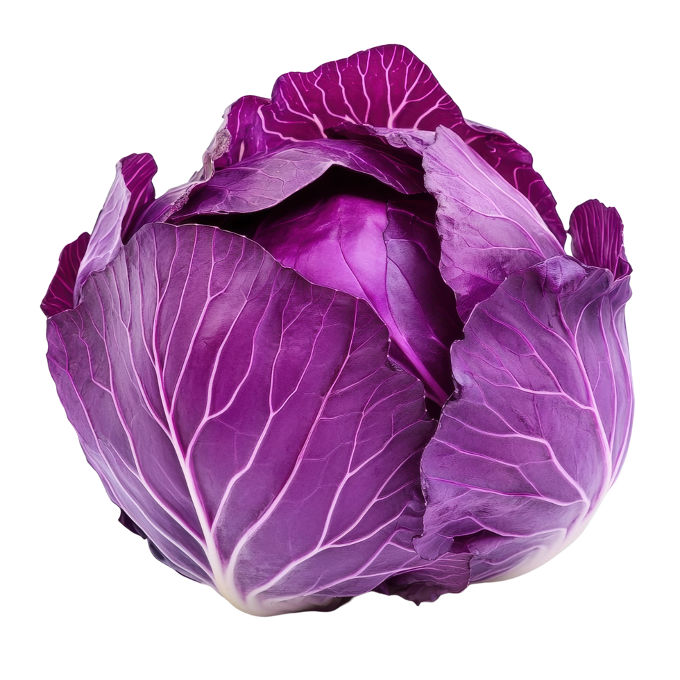 Vibrant purple cabbage isolated on a Transparent background showcasing its rich color and texture, purple cabbage isolated background png