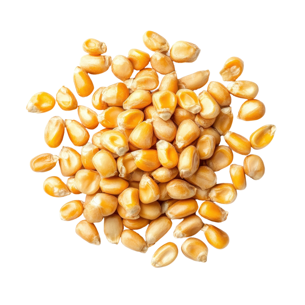 Cornseeds displayed in bright yellow hues against a Transparent background for agricultural use, Cornseeds isolated on background png