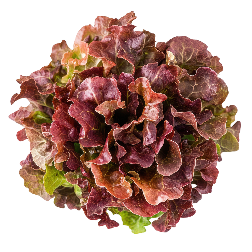 Fresh red oak lettuce displayed against a clean Transparent background for culinary use in healthy dishes, Red oak lettuce on background png