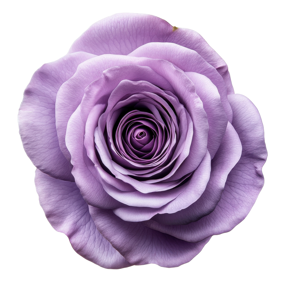 Violet rose flower with a single petal on a clean Transparent background showcasing natural beauty, single petal violet rose flower isolated on background png