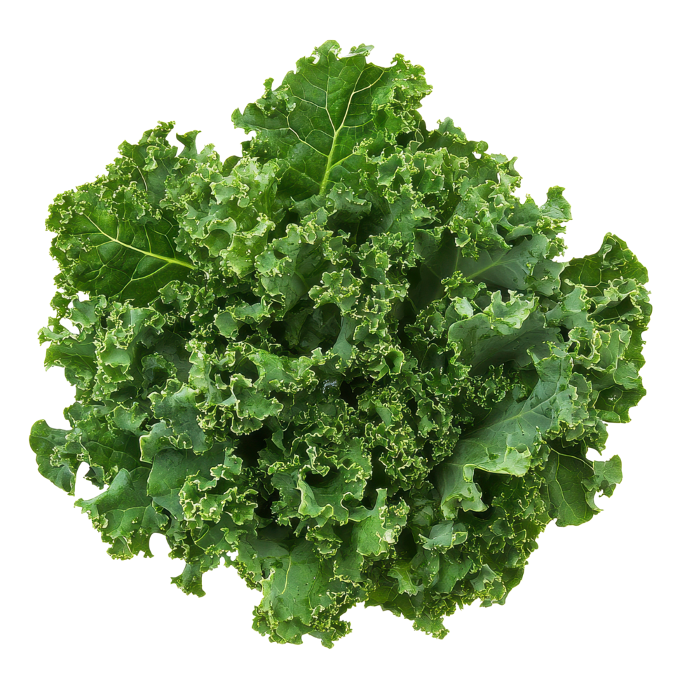 Fresh kale leaf salad freshly harvested and prepared for healthy eating on a Transparent background, Kale leaf salad vegetable isolated on background png
