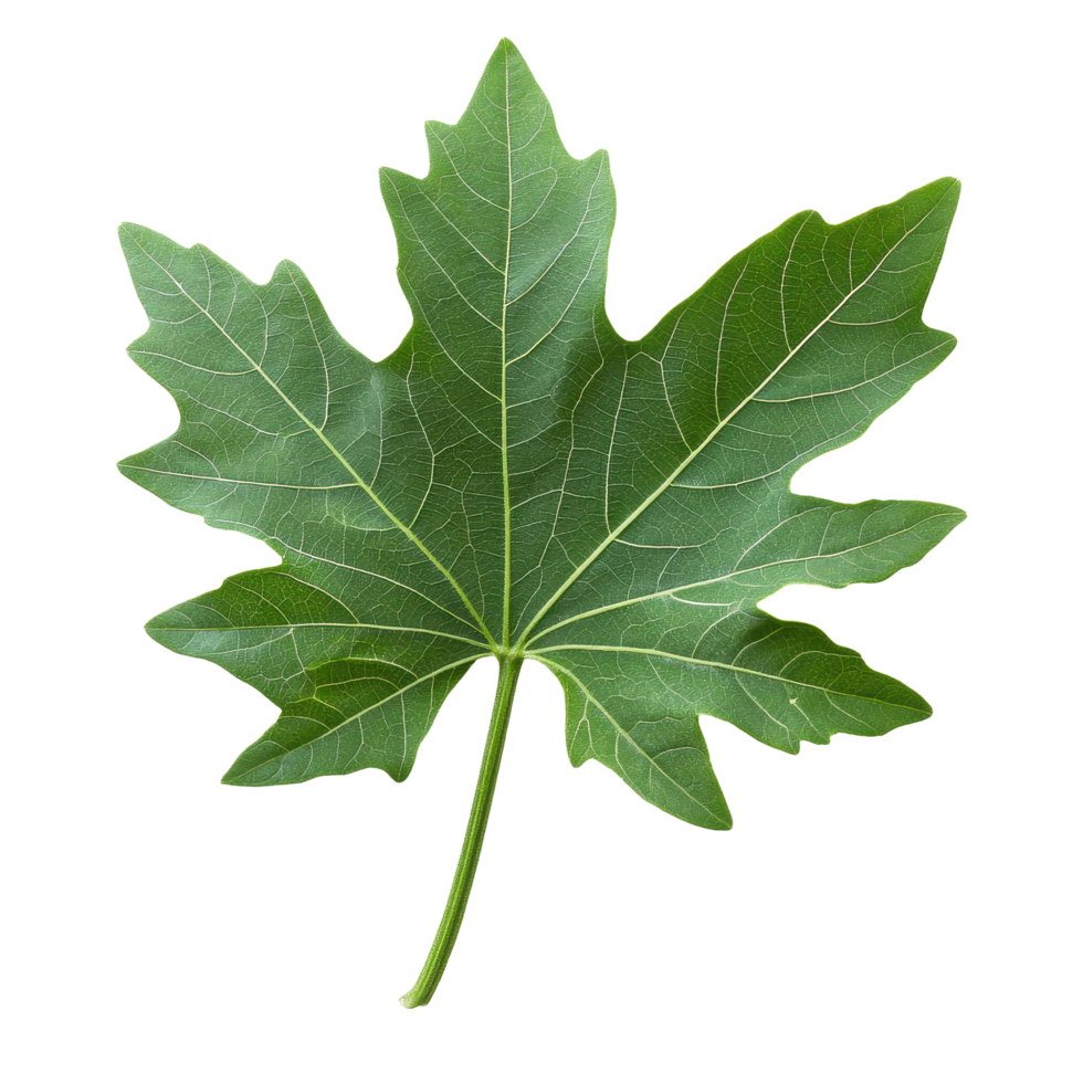 Vibrant green papaya leaf isolated on Transparent background showcasing natural beauty and texture, papaya leaf isolated on background png