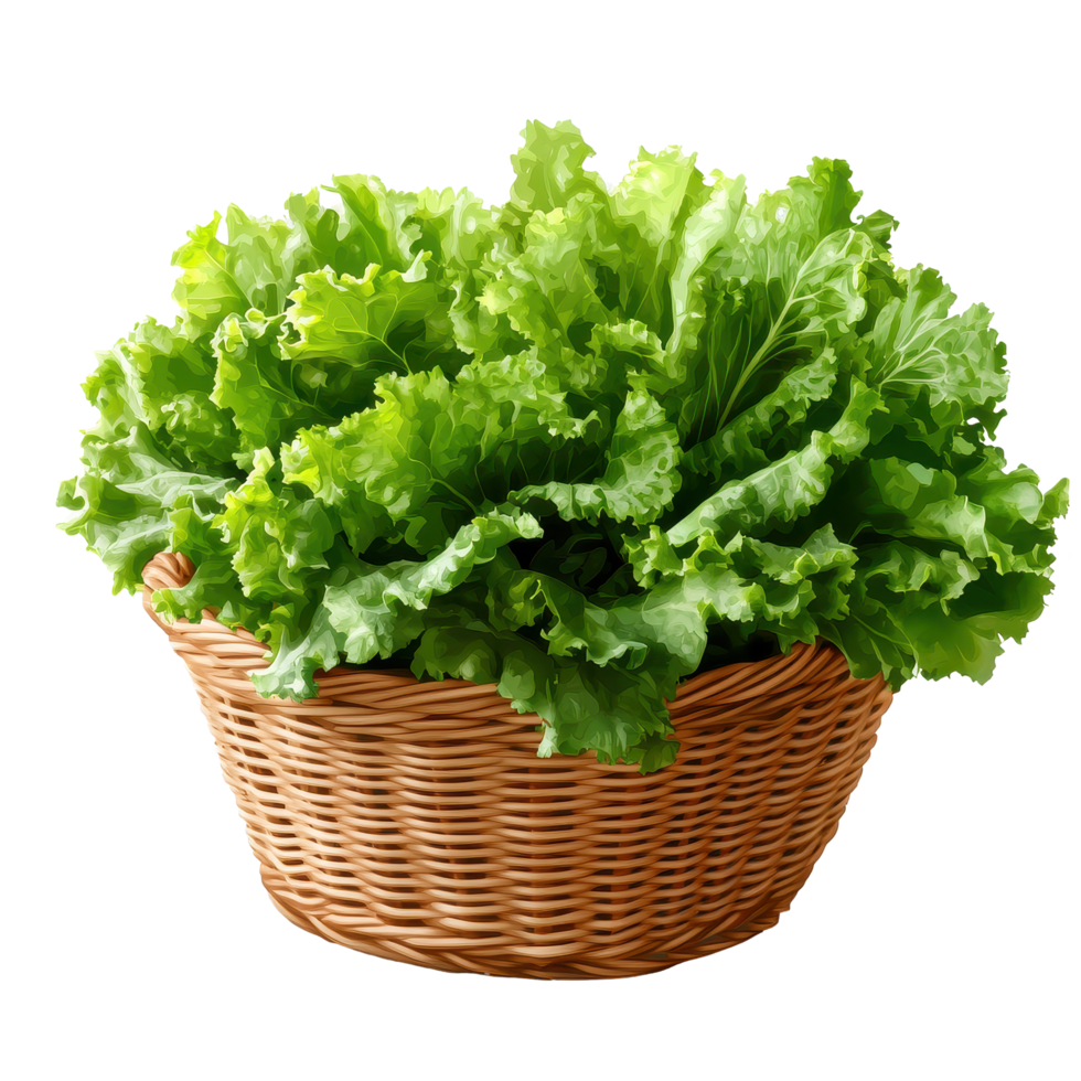 Fresh green lettuce in a woven basket isolated on a plain background ready for culinary use, Fresh green lettuce in the basket isolated on a transparent png