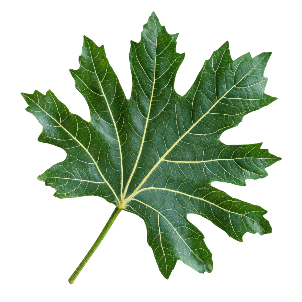 Papaya leaf isolated on Transparent background showcasing its vibrant green color and unique shape, papaya leaf tropical isolated on background png