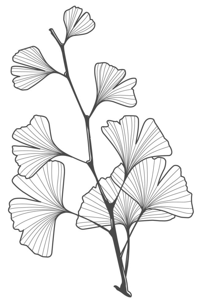 Ginkgo biloba leaf line art black and white sketch Silhouette vector