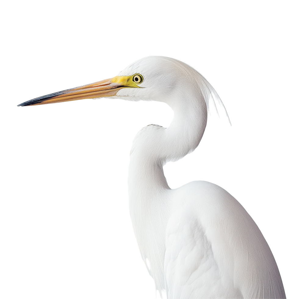 Lonely white egret standing gracefully against a minimalistic Transparent background highlighting its elegance and beauty, Closeup a lonely white egret on a background png