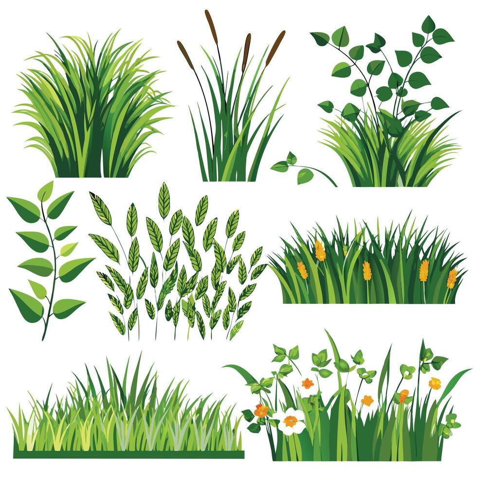 Collection of Various Green Grass and Flower s vector