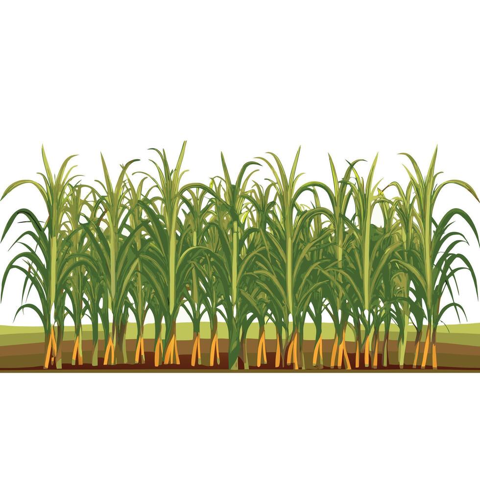 Lush Green Sugarcane Plantation in Sunny Field Agriculture vector