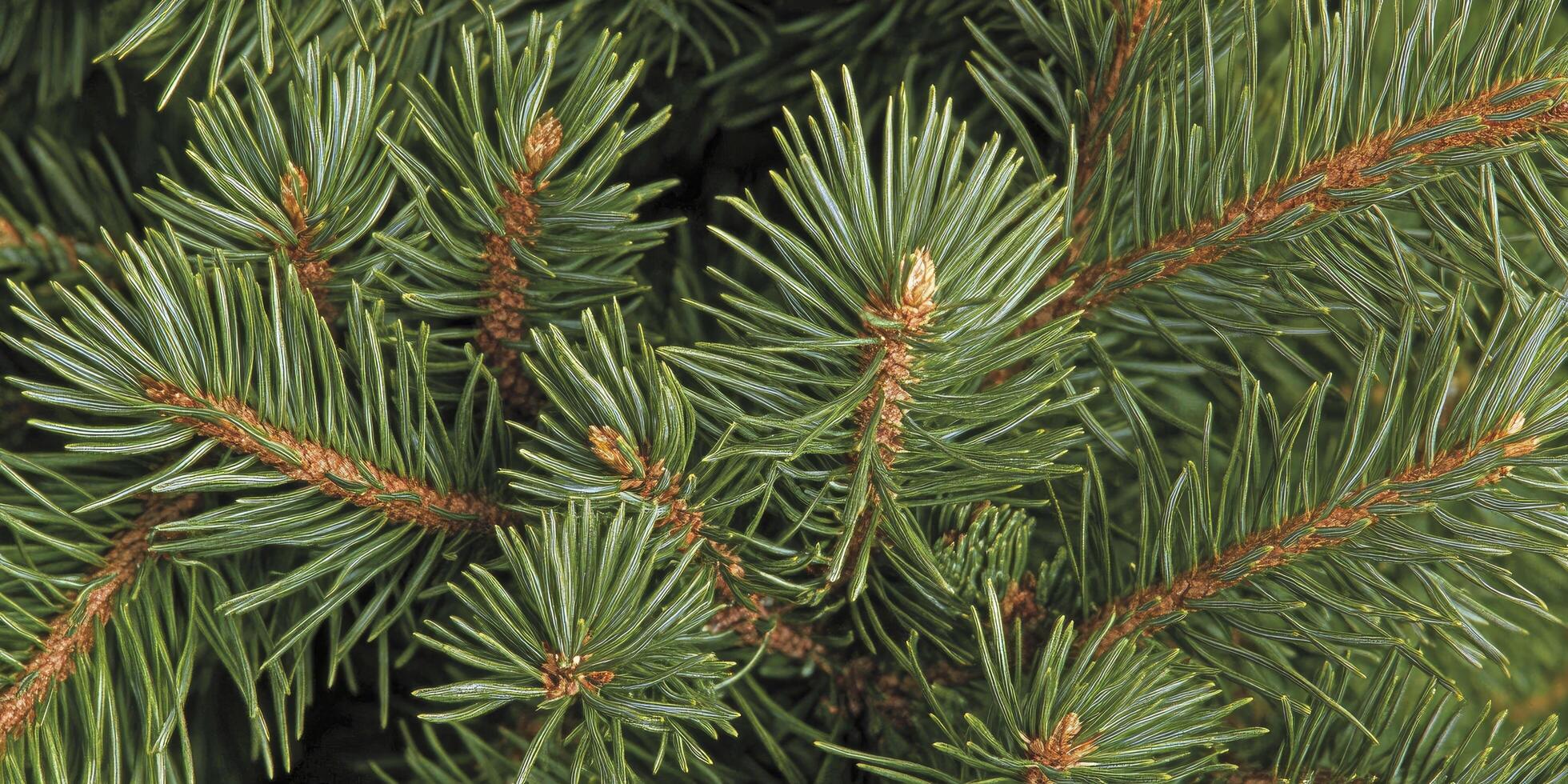 The needles of the tree photo