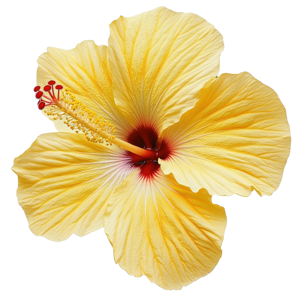 Closeup of a vibrant yellow hibiscus flower showcasing intricate petal patterns and striking colors, Closeup isolated shot beautiful yellow hibiscus flower with many flowers on Transparent background png