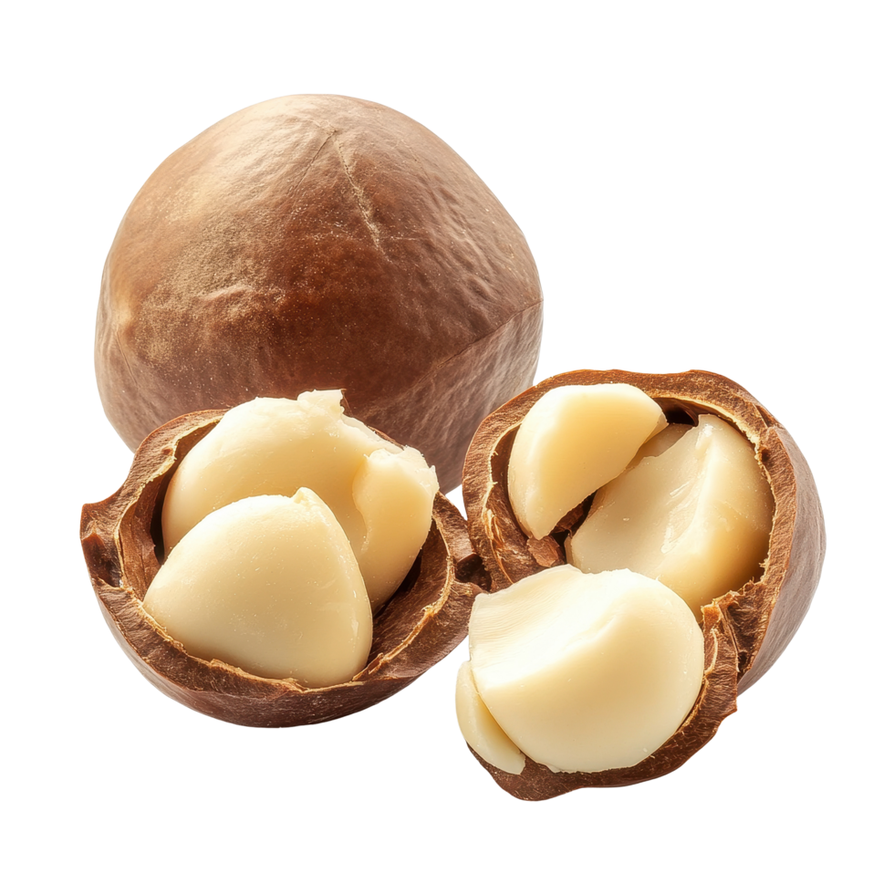 Peeled macadamia nut featuring rich, creamy texture on bright Transparent background, Peeled macadamia nut on background png