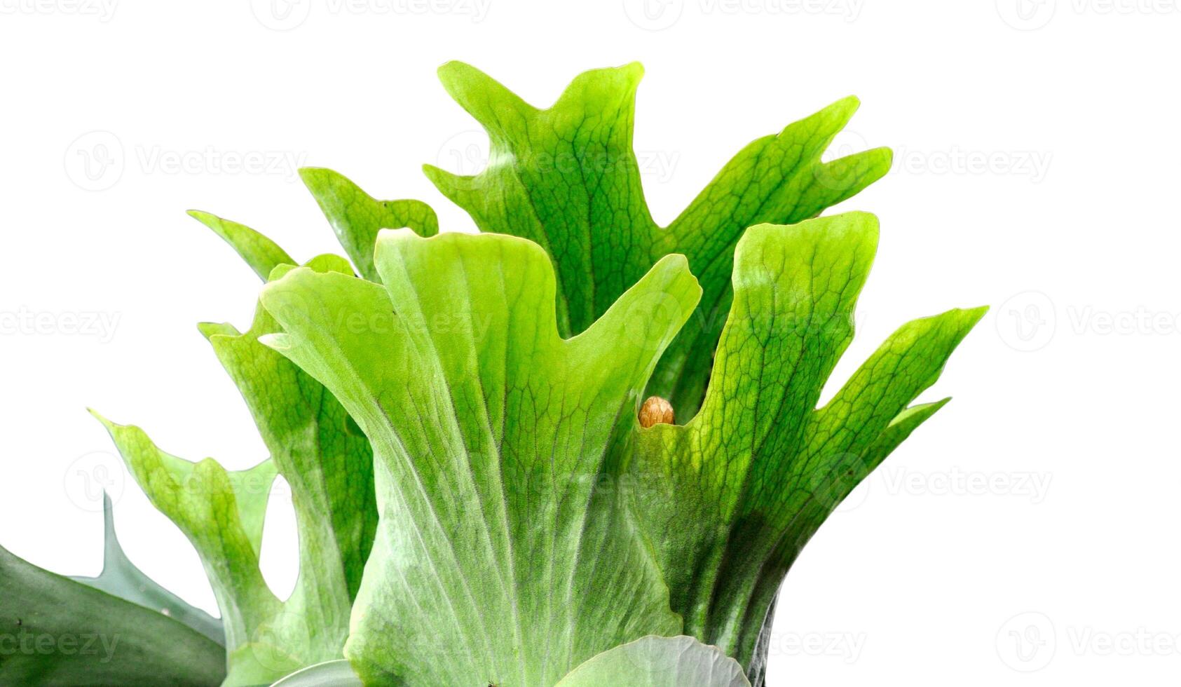 Staghorn fern with bright green and brilliant leaves grows abundantly attached to a tree, showing off its distinctive shape and natural beauty, white isolated photo