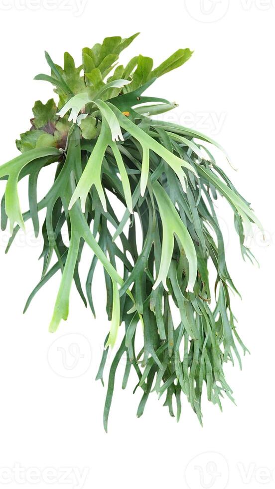 a plant with green leaves on a white background photo