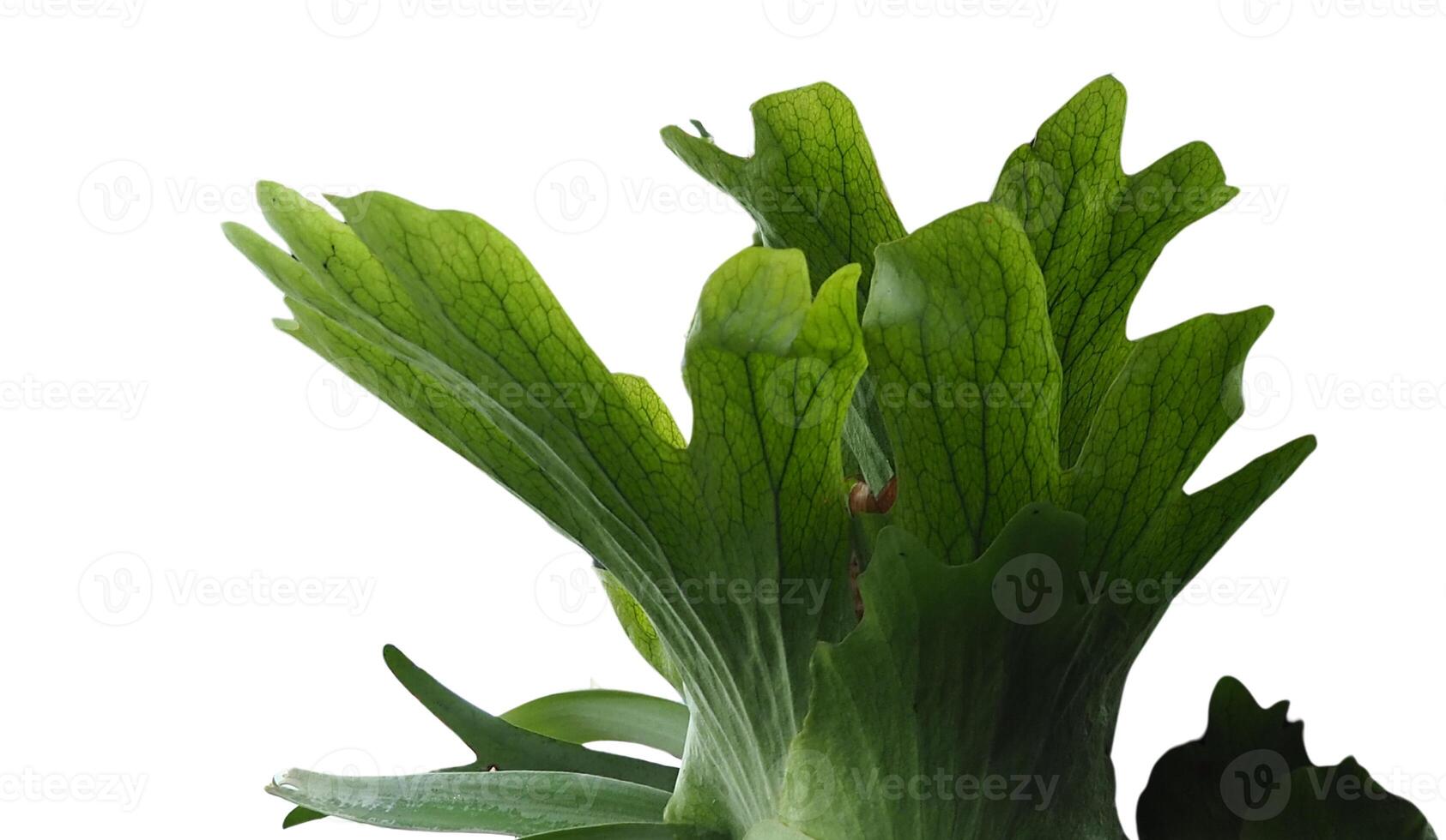 close up plant with green leaves on a white background photo