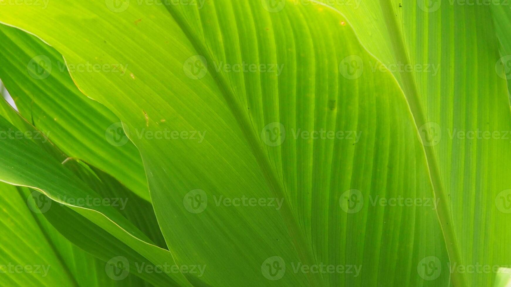 Bright green foliage showcasing intricate details and vibrant hues, capturing nature's beauty and tranquility in stunning detail. The image emphasizes organic textures and fresh environments photo