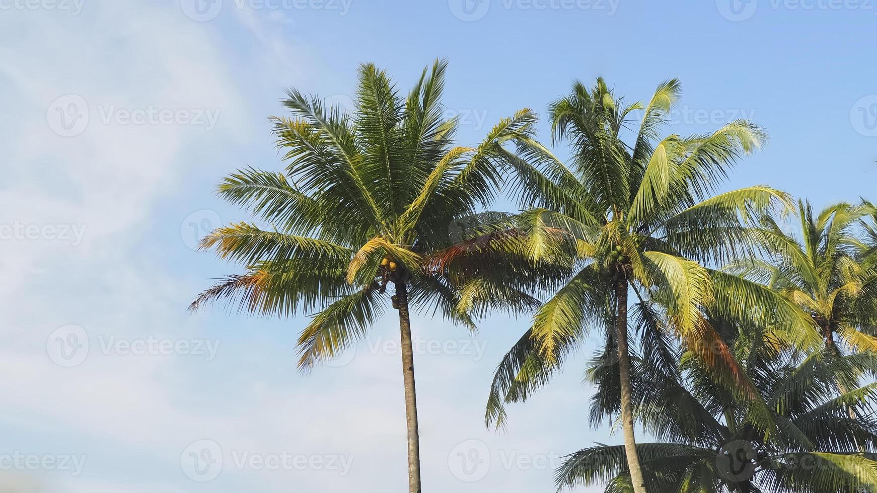 three coconut trees are standing in front of a blue sky photo
