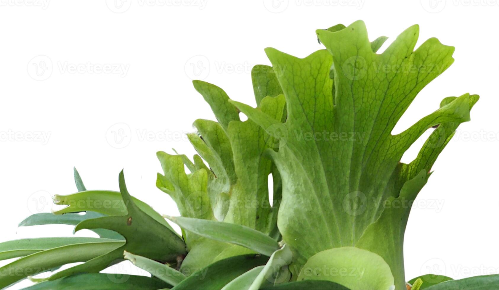 Staghorn fern with bright green and brilliant leaves grows abundantly attached to a tree, showing off its distinctive shape and natural beauty photo
