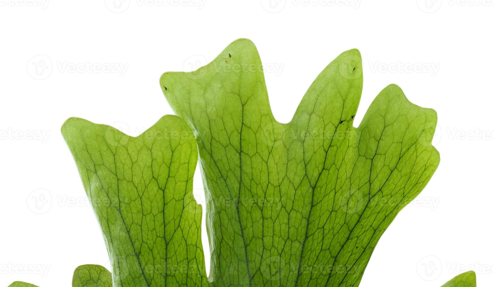 Vibrant Green Staghorn Fern Leaves Growing on a Tree Trunk in Nature photo
