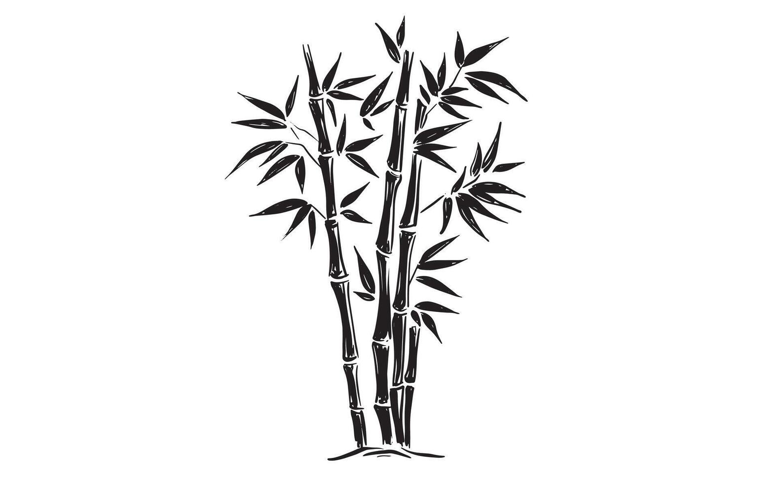 Bamboo tree on white, Hand drawn vector