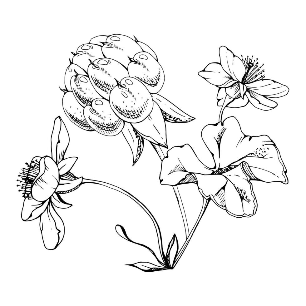 Cloudberry raspberry with white flowers, ripe Scandinavian forest berry on stems hand drawn ink. Boutonniere isolated botanical illustration. Restaurant, dessert cafe menu, farmers market vector