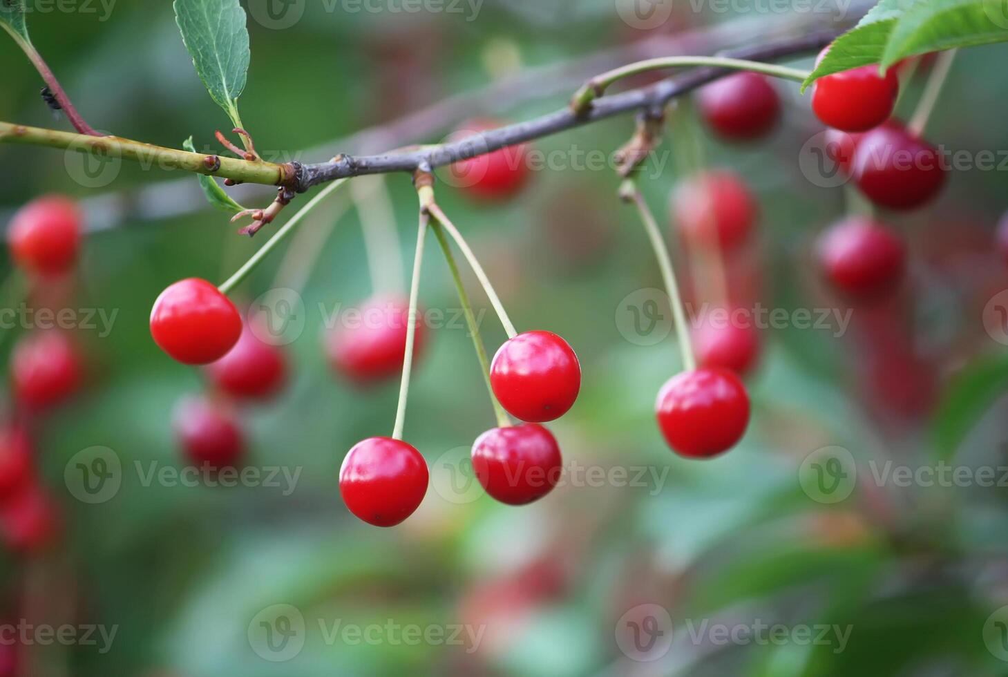 Fresh ripe cherries on a tree in a summer garden photo