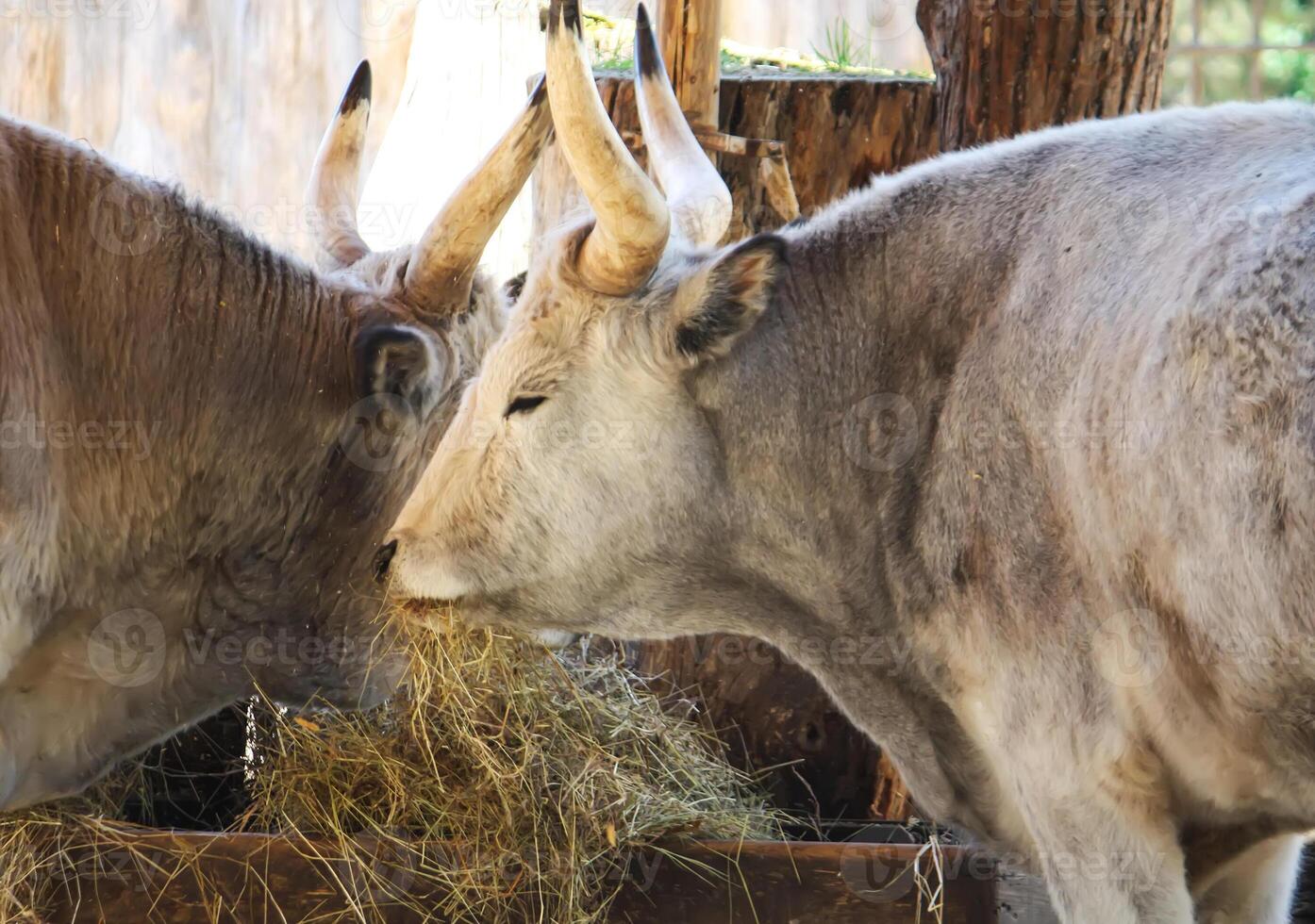 Hungarian steppe cattle is eating dry hay in feeder photo