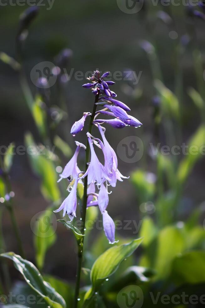 Blooming Hosta plant flowers. Hosta Lancifolia. photo